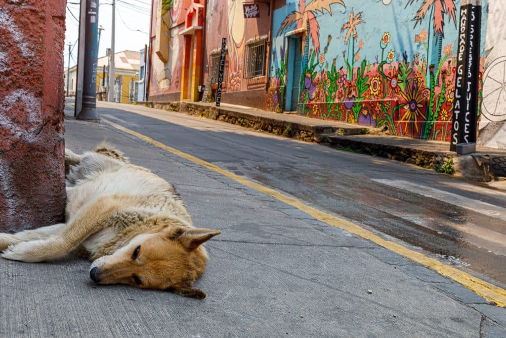Un chien allongé Cerro Alegre