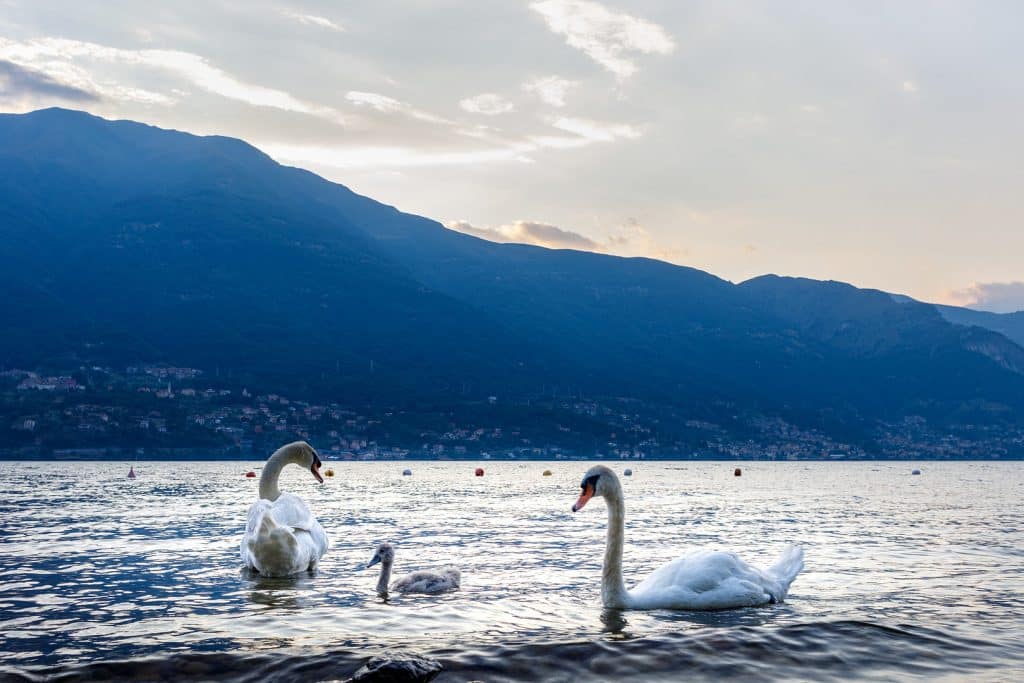 como lake 06 m4 2987